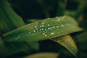 closeup-shot-of-green-leaves-covered-with-dewdrops-2023-11-27-04-54-27-utc.jpeg