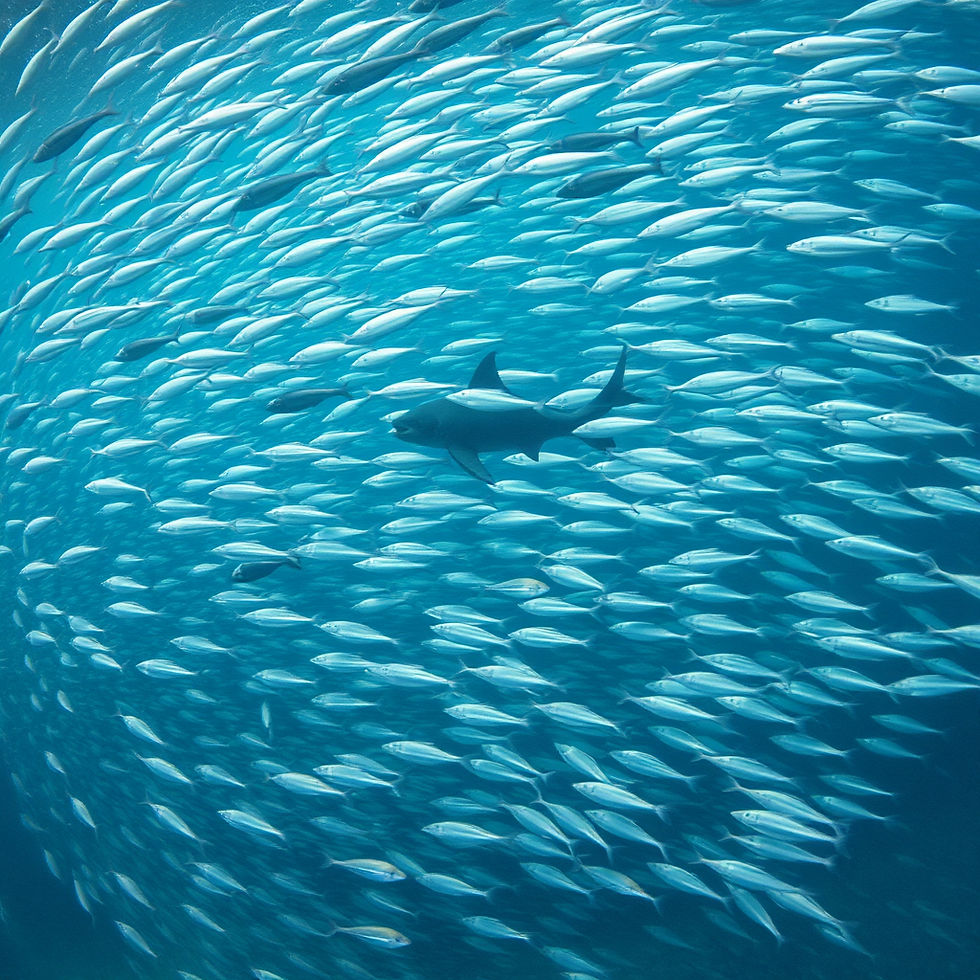 School of fish swirling around a shark
