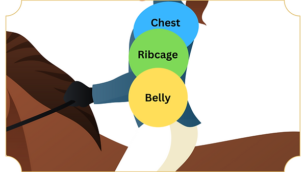 Belly Ribcage Chest Frame.png