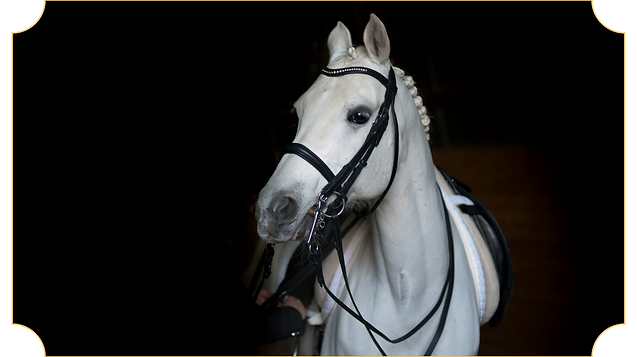 Limited Horse 3_edited.png