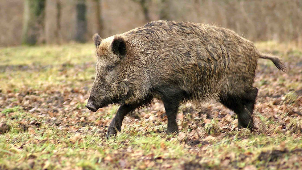 Hog Hunt