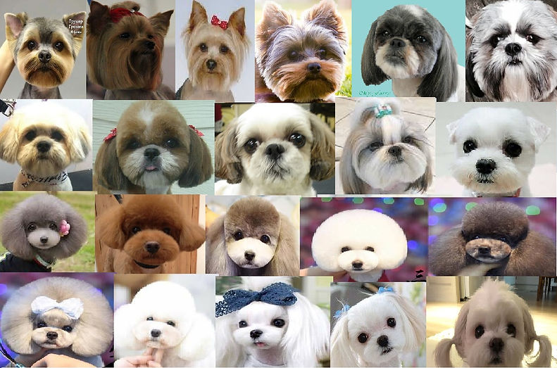 dog faces.jpg