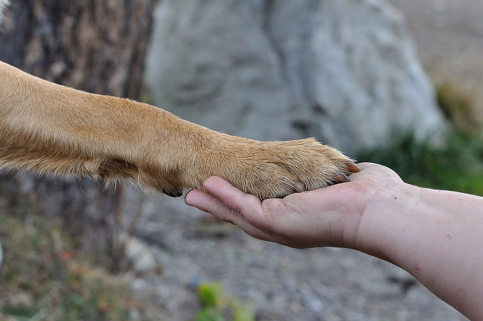 Hund legt seine Pfote in die Hand seines Menschen