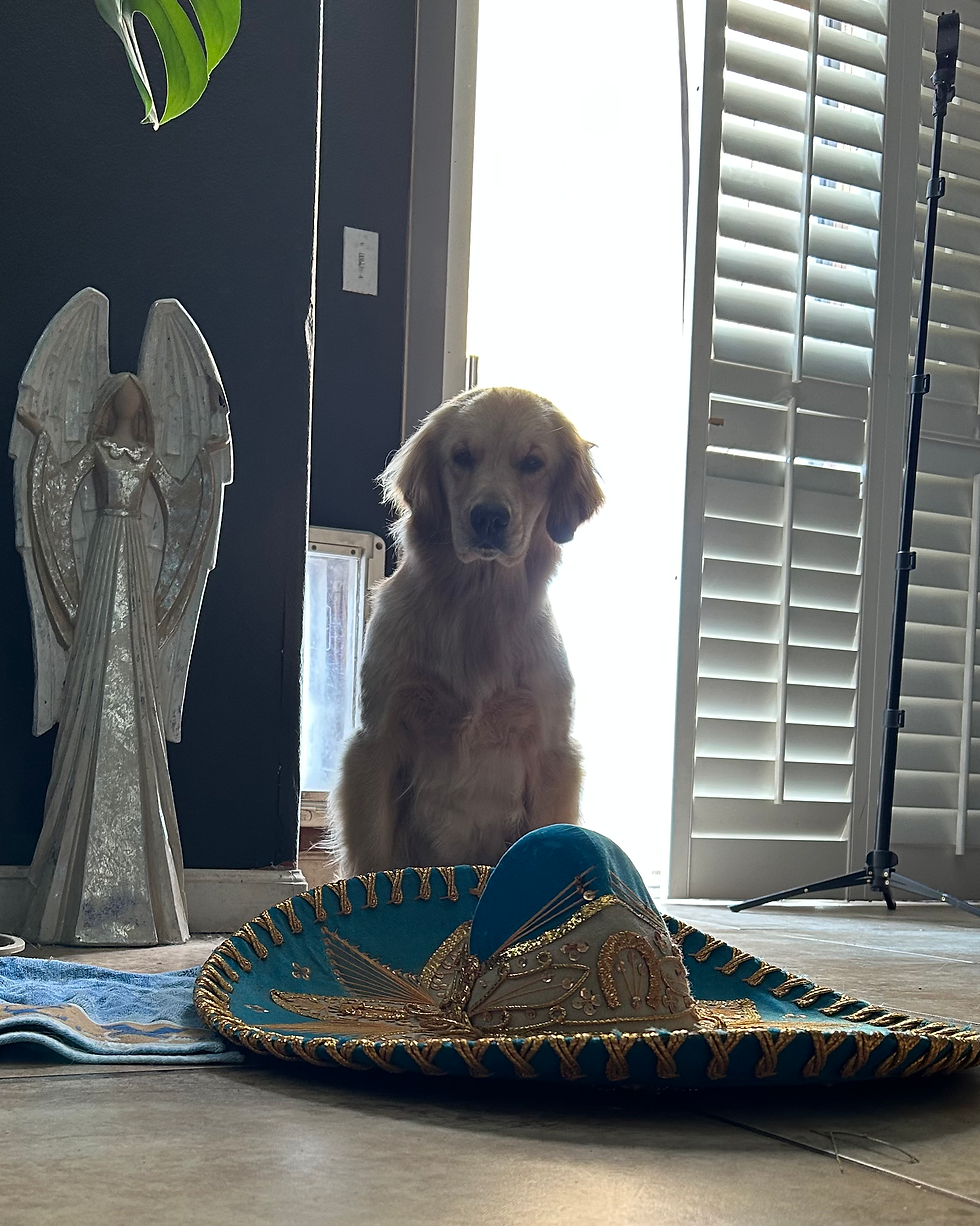 Annie the golden retriever rocking a sombrero and stealing hearts! The sombrero, with its wide brim and high crown, has deep roots in Mexican culture—originally designed to shield workers from the sun, it became an iconic symbol of Mexican identity through charros and mariachi musicians. Today, it’s a celebration of heritage, craftsmanship, and pride—much like Annie’s festive flair!