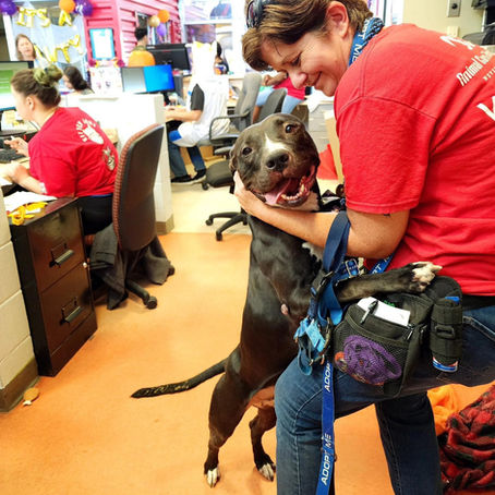 Why Customer Service is Lifesaving in Animal Welfare: A Missed Opportunity to Share This Message