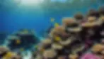 Eye-level view of a vibrant coral reef