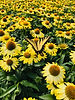 Yellow flowes in a green house with a yellow butterfly on top