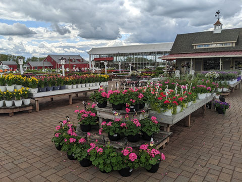 Colorful flowers displayed and merchandised by Simply Set Merchandisers