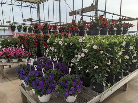 Colorful flowers displayed and merchandised by Simply Set Merchandisers