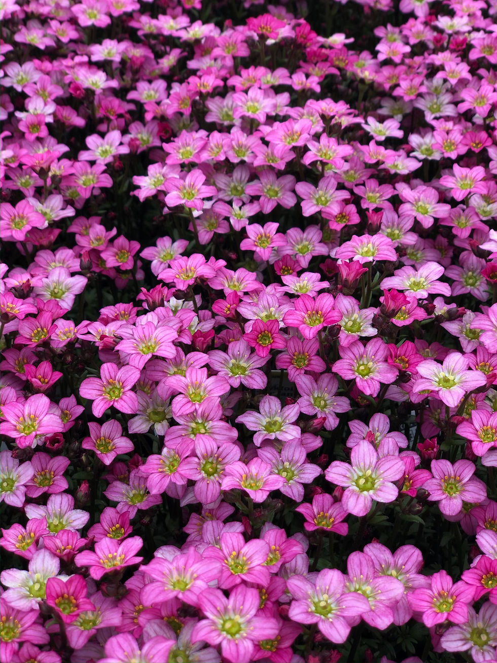 A top-down photo of a pink field of flowers representing growing sales