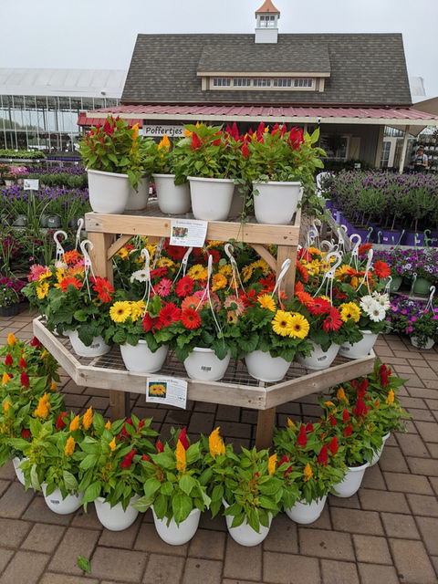 Colorful flowers displayed and merchandised by Simply Set Merchandisers