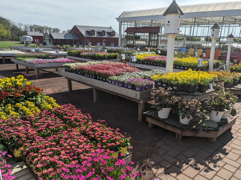 Colorful flowers displayed and merchandised by Simply Set Merchandisers
