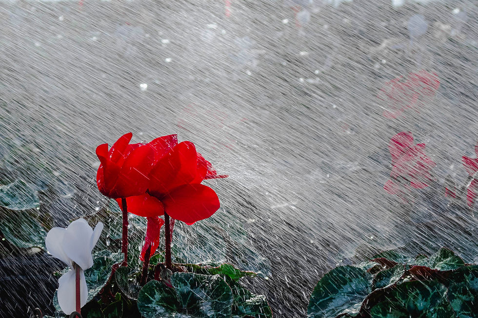 A red flower gets watered by a Simply Set Merchandiser