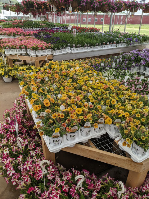 Colorful flowers displayed and merchandised by Simply Set Merchandisers