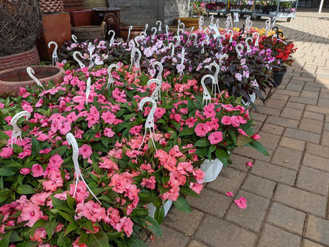 Colorful flowers displayed and merchandised by Simply Set Merchandisers