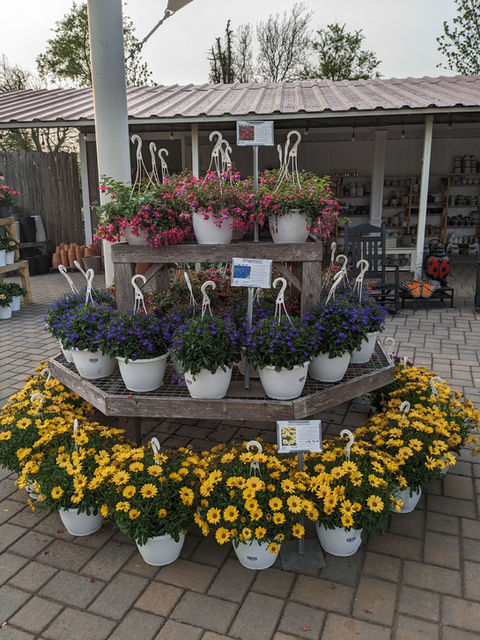 Colorful flowers displayed and merchandised by Simply Set Merchandisers
