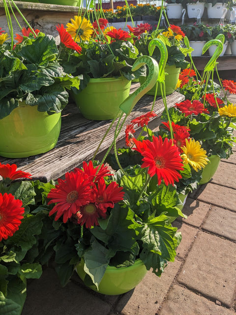 Colorful flowers displayed and merchandised by Simply Set Merchandisers