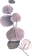 Eukalyptus_rosa3.png