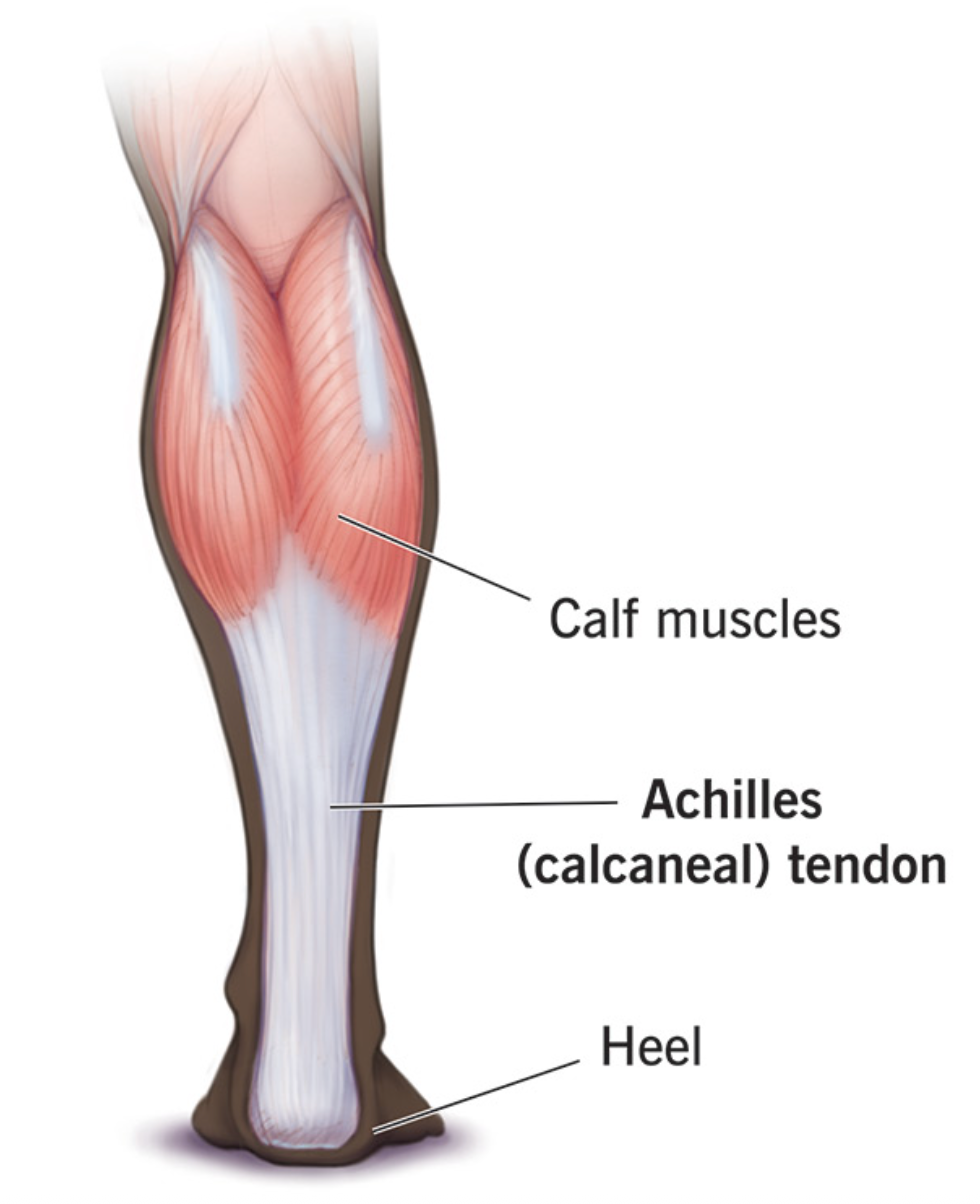 Anatomical illustration of tendon structure used in sports massage Bondi and remedial massage Bondi treatments at Bondi Sports Massage, massage Bondi Junction clinic