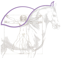 0325_homme-cheval-vitruve.png
