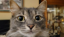 Ashley 102 39K 2021 10 21 Close Up .jpg