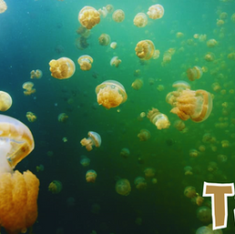 T88SF - Palau