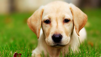Petsonal Trainer, la nueva aplicación para entrenar a tu mascota.