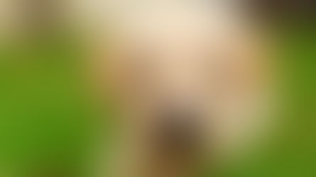 Petsonal Trainer, la nueva aplicación para entrenar a tu mascota.