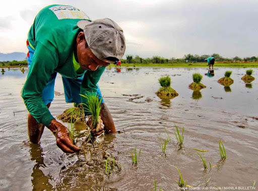A Tale of a "Magsasaka"