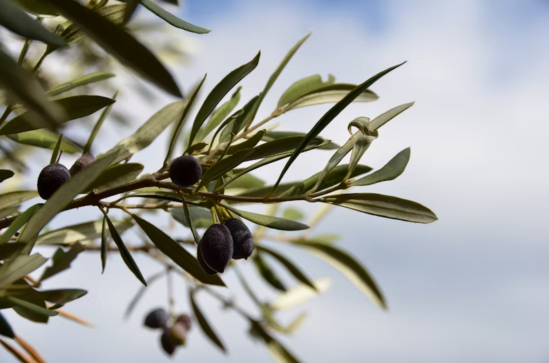 Olive tree with fresh olives hanging off
