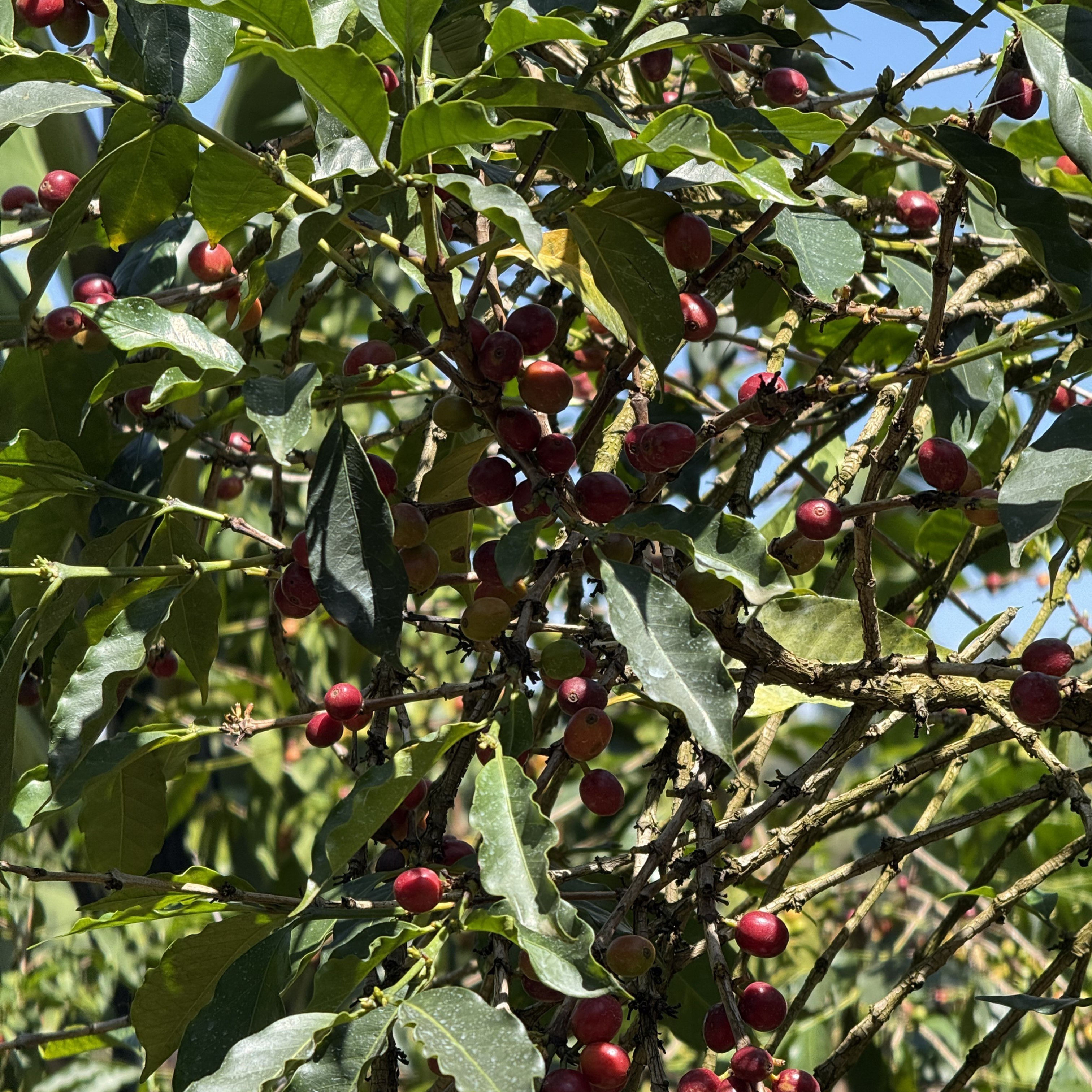 Uganda Nyabirongo Natural