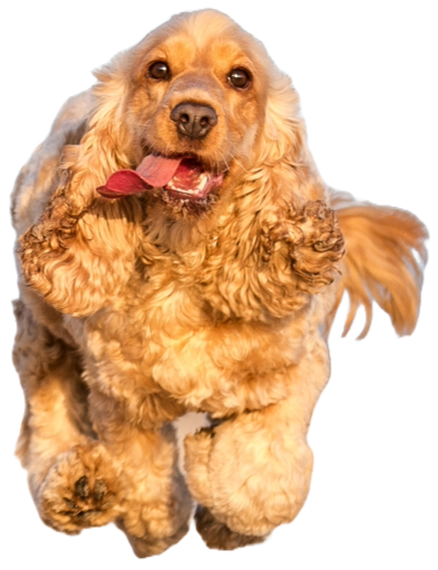Golden cocker spaniel dog running with tongue out isolated on transparent background