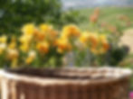 Lilien