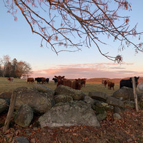 Cows in the setting sun