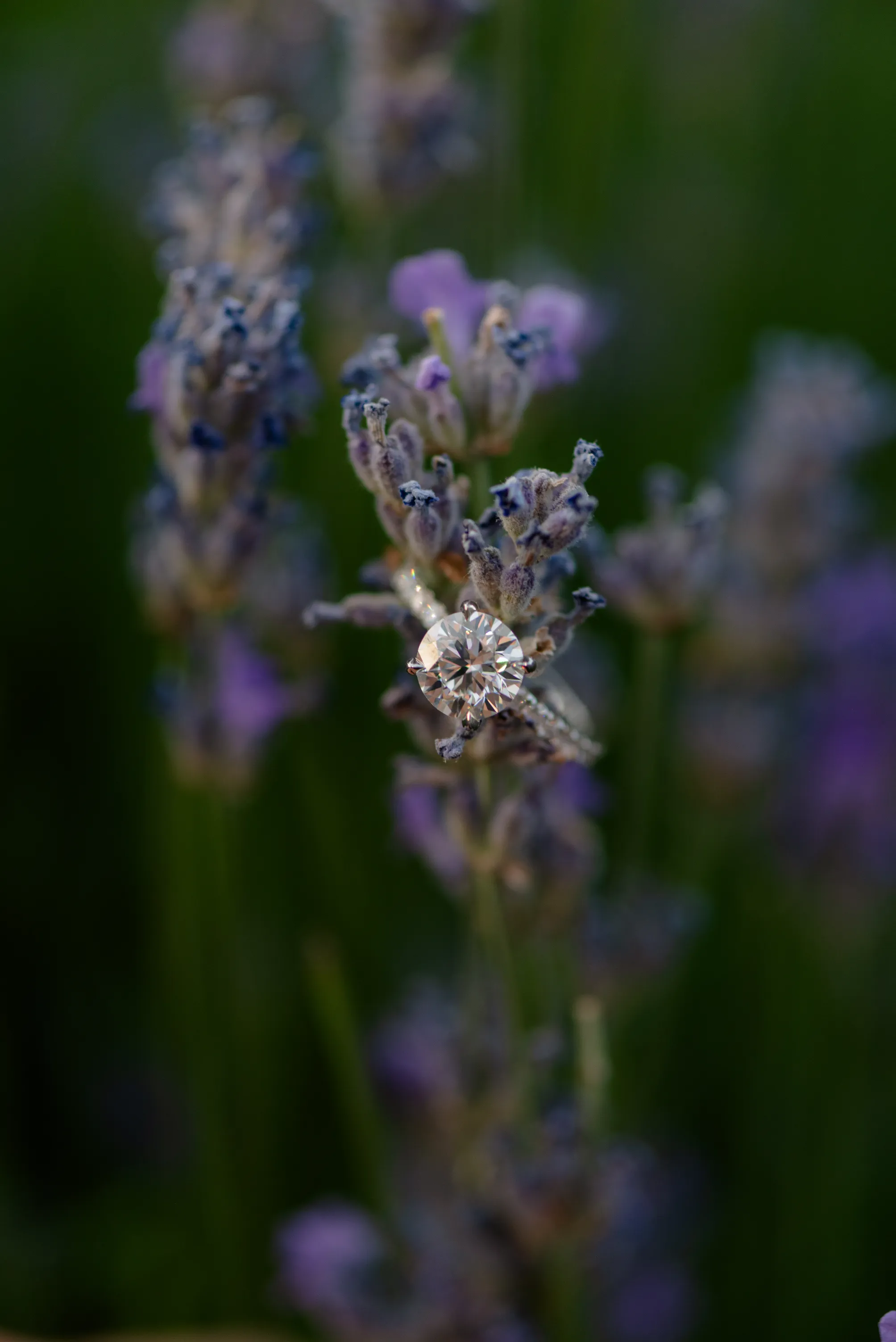 A wedding ring on top a lavender flower in British Columbia