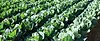 yasai_hero.webp