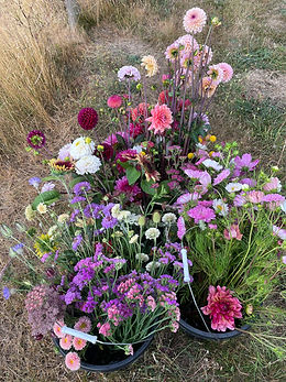 Mixed midsummer buckets.jpeg