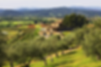 Conti di San Bonifacio wine resort in the Maremma