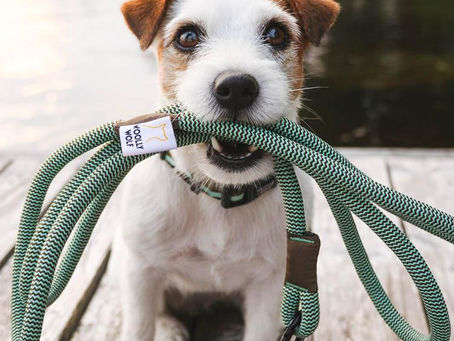 Why tartar builds up so easily on dogs