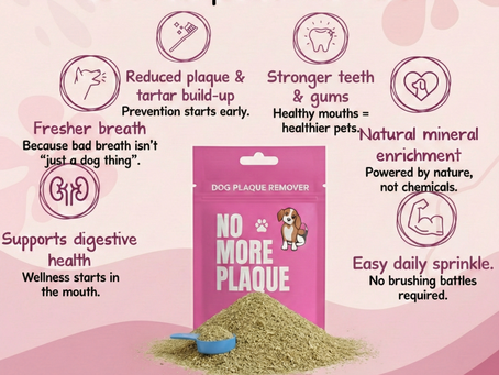 Why Norwegian seaweed for dog teeth gets so much attention