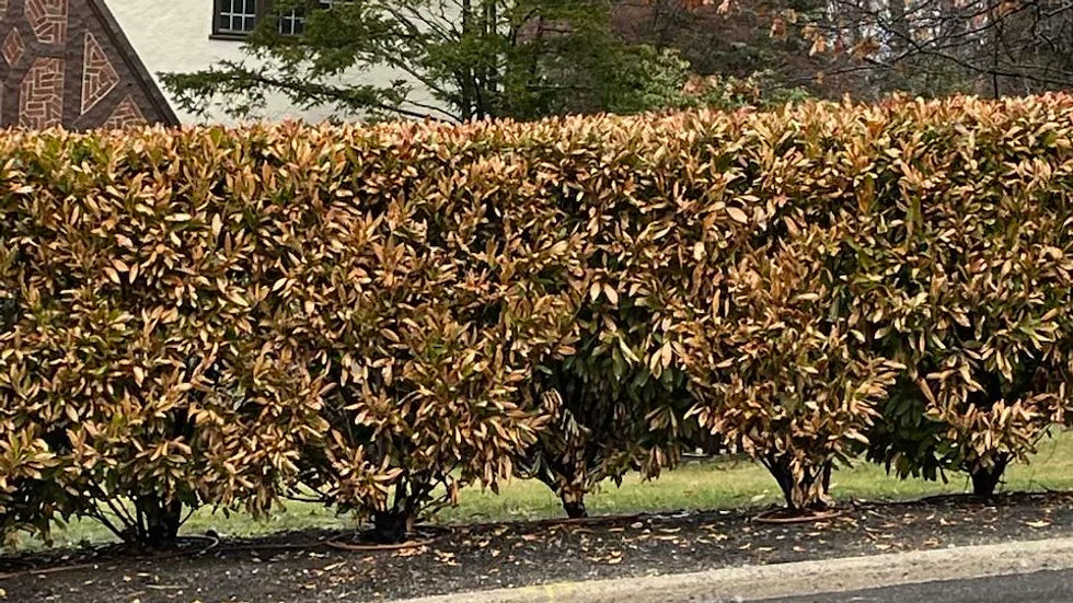 ANTI-DESICCANT APPLICATION RESULTS: Moisture Loss vs Protective Coating on shrubs.