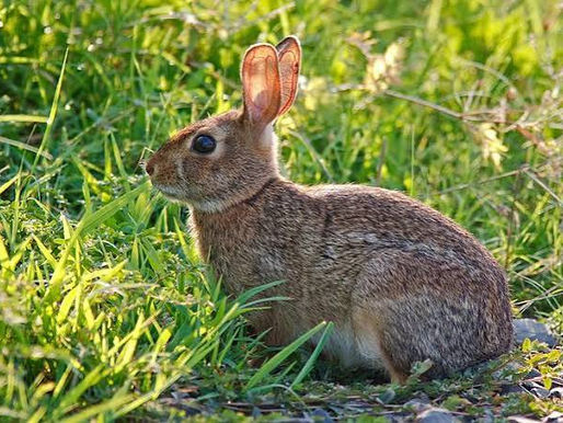 Beyond Lyme: The Rise of Tularemia ("Rabbit Fever") on Long Island and How to Protect Your Yard