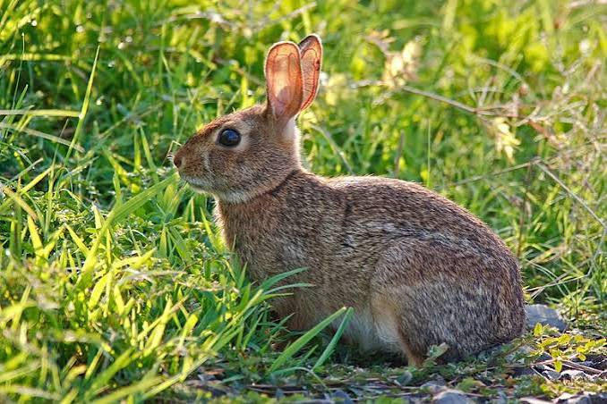 Beyond Lyme: The Rise of Tularemia ("Rabbit Fever") on Long Island and How to Protect Your Yard