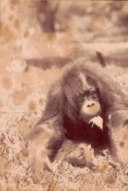 1223628 monkey.jpg
