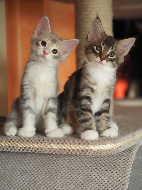 Zorbas and Mikes 65 days old (1).JPG