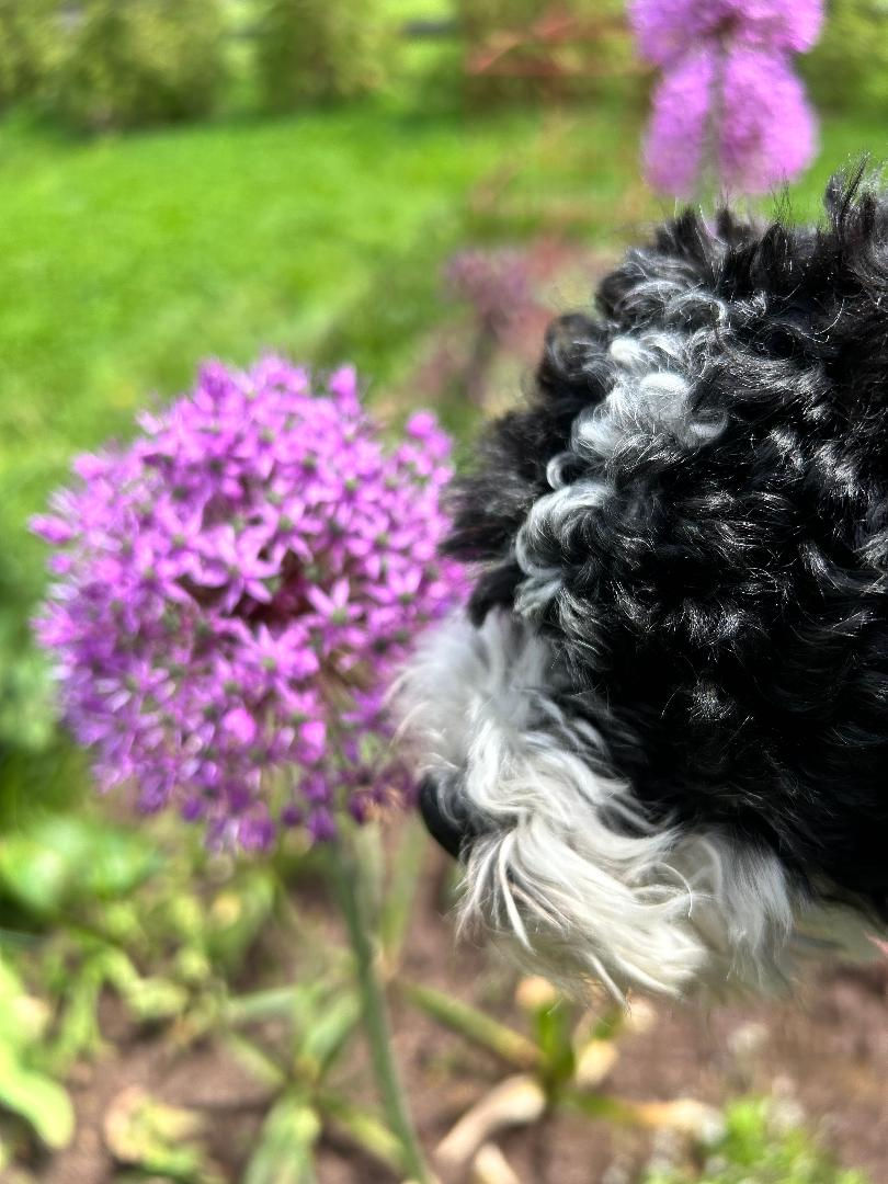 rhonda pup.jpeg