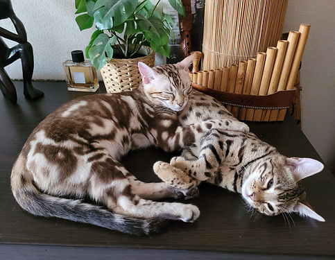 WhatsApp Image 2023-07-28 at 13.42.17 (1).jpeg