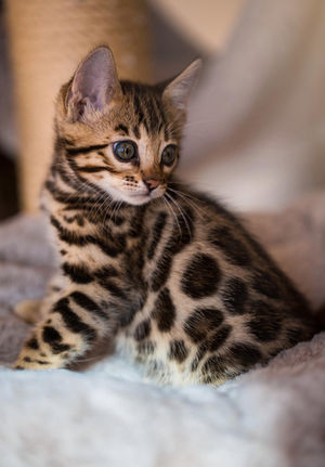 Chat bengal