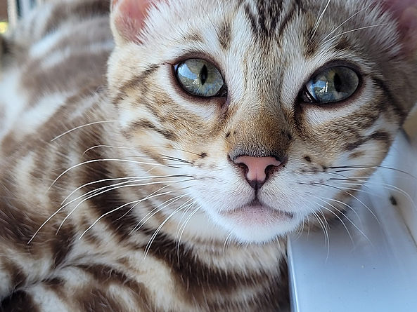 WhatsApp Image 2023-07-06 at 09.13.33 (1).jpeg