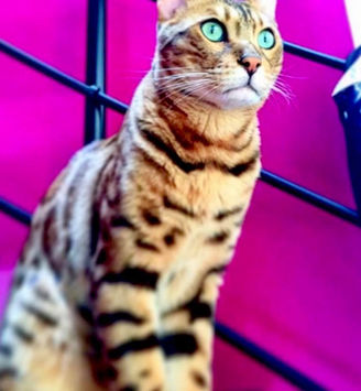 chaton bengal